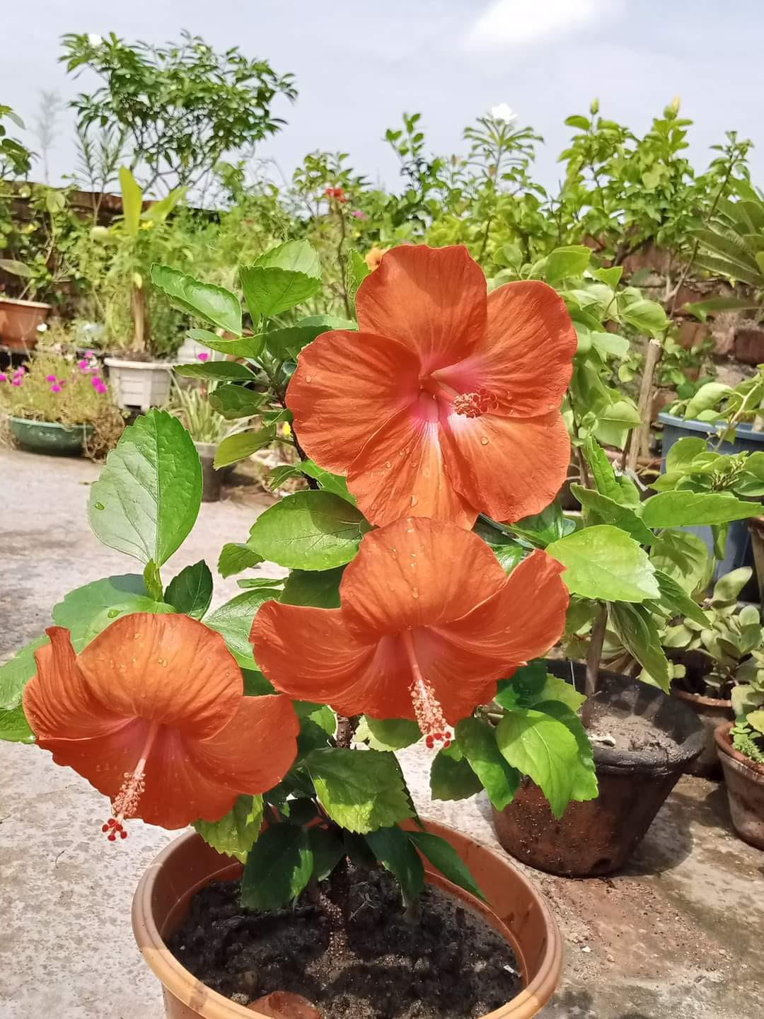 Orange Hibiskus Hibiskus rosa-sinensis Samen zur Aussaat Blume Beet