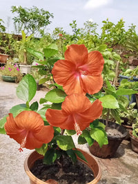 Orange Hibiskus Hibiskus rosa-sinensis Samen zur Aussaat Blume Beet