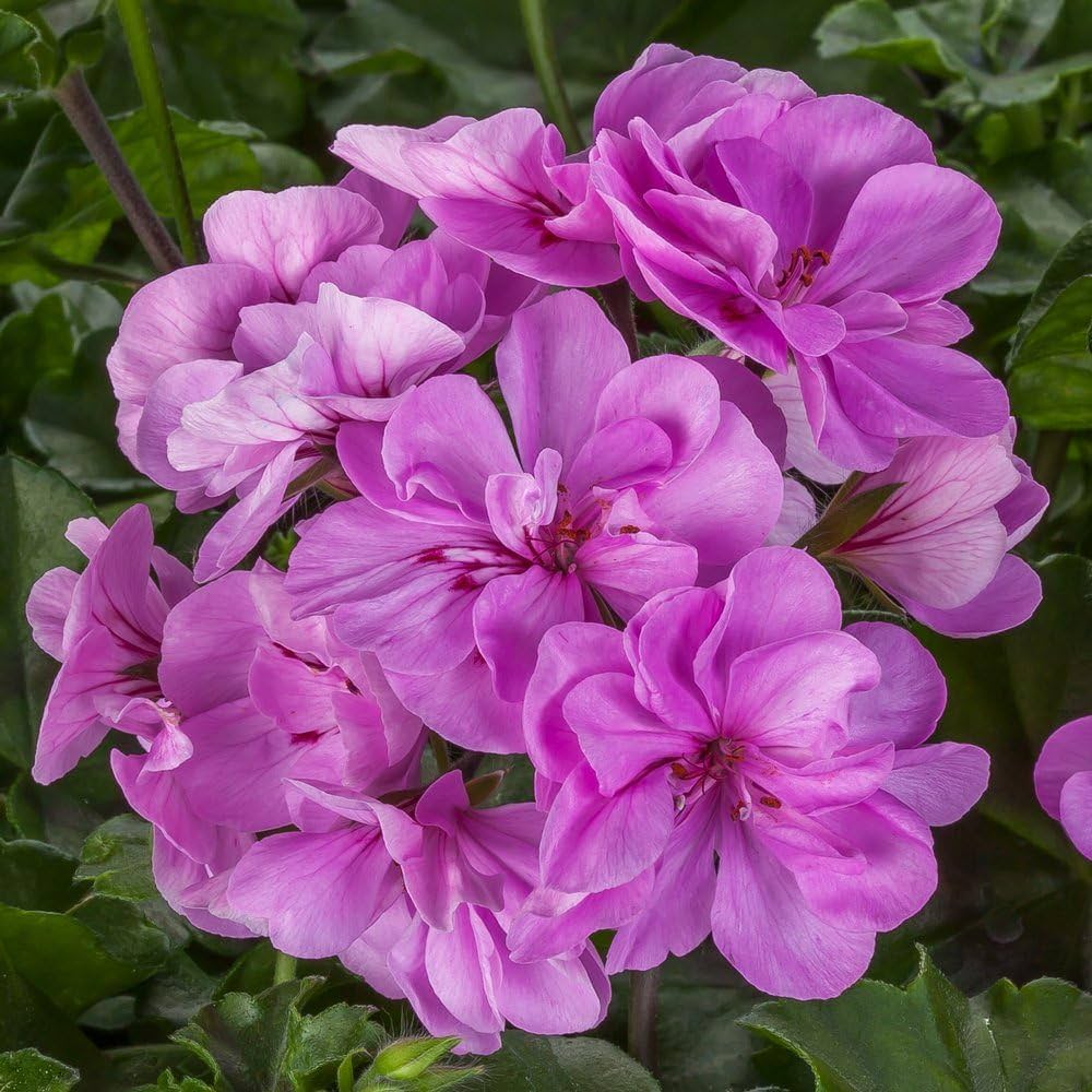 Violett Geranie Blume Samen zur Aussaat farbenfroh Gärten