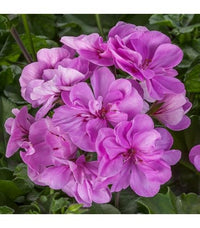 Violett Univalve Geranie Blumensamen zur Aussaat ideal Rabatten Traditionssorte & ohne Gentechnik Samen Hausgarten