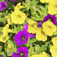 Calibrachoa Million Bells Blumensamen