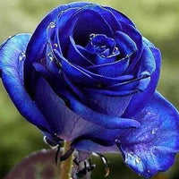Blau Lila Holland Rose Blumensamen zur Aussaat saisonal Dauerblüher Traditionssorte & ohne Gentechnik Samen Hausgarten
