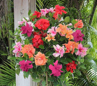 MixedColored Hibiskus Blumensamen zur Aussaat Schnitt Blume beliebt Traditionssorte & ohne Gentechnik Samen Hausgarten