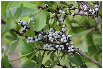 Grün Myrica Pennsylvanica Blumensamen zur Aussaat – Schnitt Blume beliebt – Traditionssorte & ohne Gentechnik Samen Hausgarten