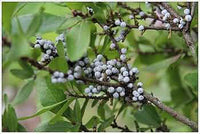 Grün Myrica Pennsylvanica Blumensamen zur Aussaat – Schnitt Blume beliebt – Traditionssorte & ohne Gentechnik Samen Hausgarten