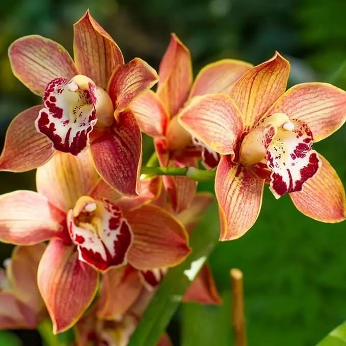 Gemischt Orchidee Orchidaceae spp Blumensamen zur Aussaat Blume Beet
