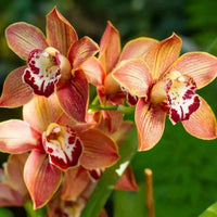 Orange Schmetterlingsorchidee Orchidee Blumensamen Blumensamen zur Aussaat Garten beliebt Traditionssorte & ohne Gentechnik Samen Hausgarten