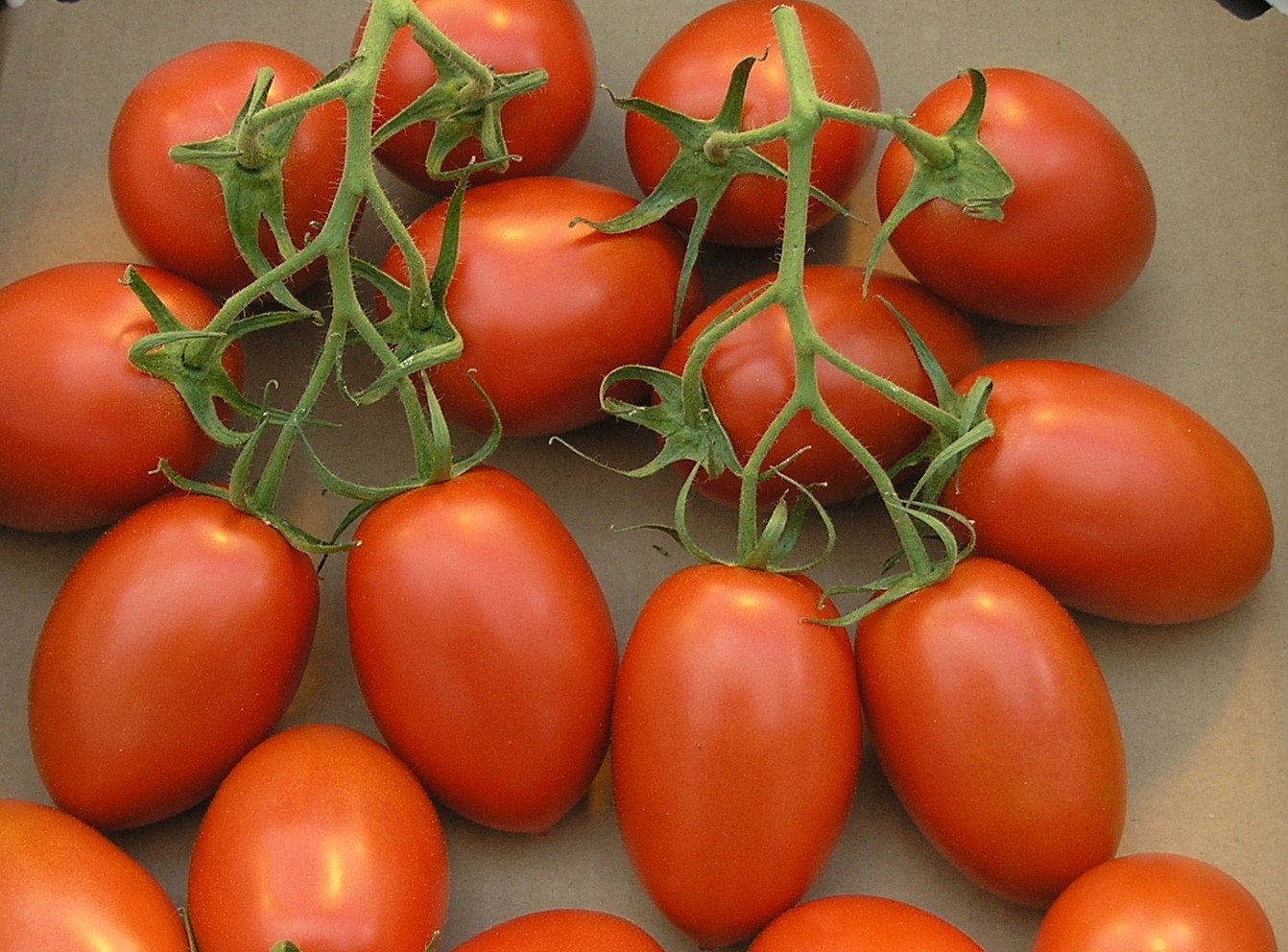 Roma VF Tomate Samen zum Pflanzen Home Garden Gemüse Patch
