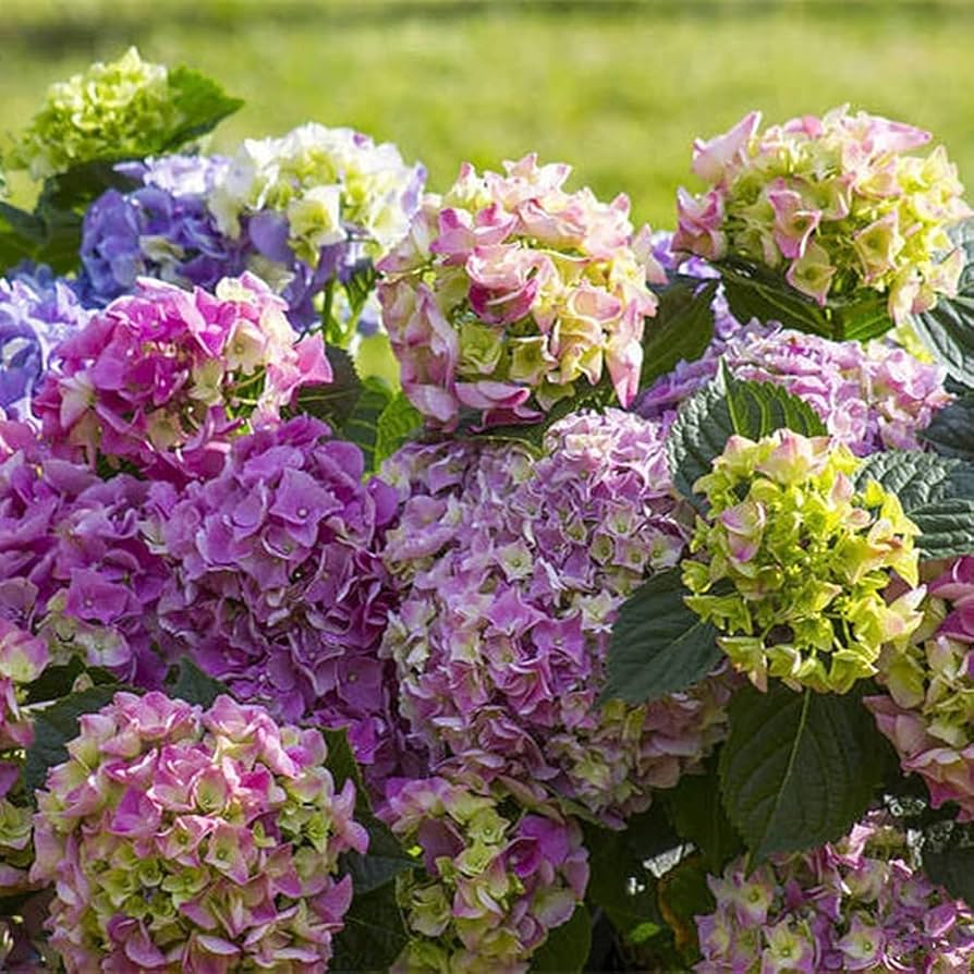 Rainbow Hortensie Blumensamen zur Aussaat – kompakt Wuchs – Traditionssorte & ohne Gentechnik Samen Hausgarten
