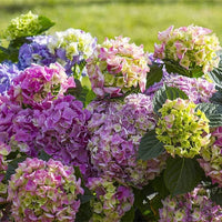 Rainbow Hortensie Blumensamen zur Aussaat – kompakt Wuchs – Traditionssorte & ohne Gentechnik Samen Hausgarten