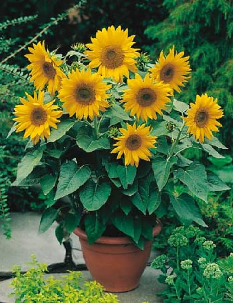 zwergwüchsig Sonnenblume Samen – Real Mini Helianthus Annus Samen