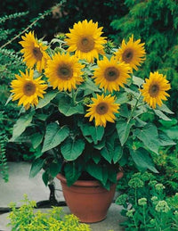 zwergwüchsig Sonnenblume Samen – Real Mini Helianthus Annus Samen