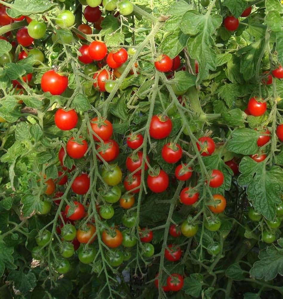Cherry Tomate Samen zum Pflanzen Solanum lycopersicum for vegetable patch and balcony pots