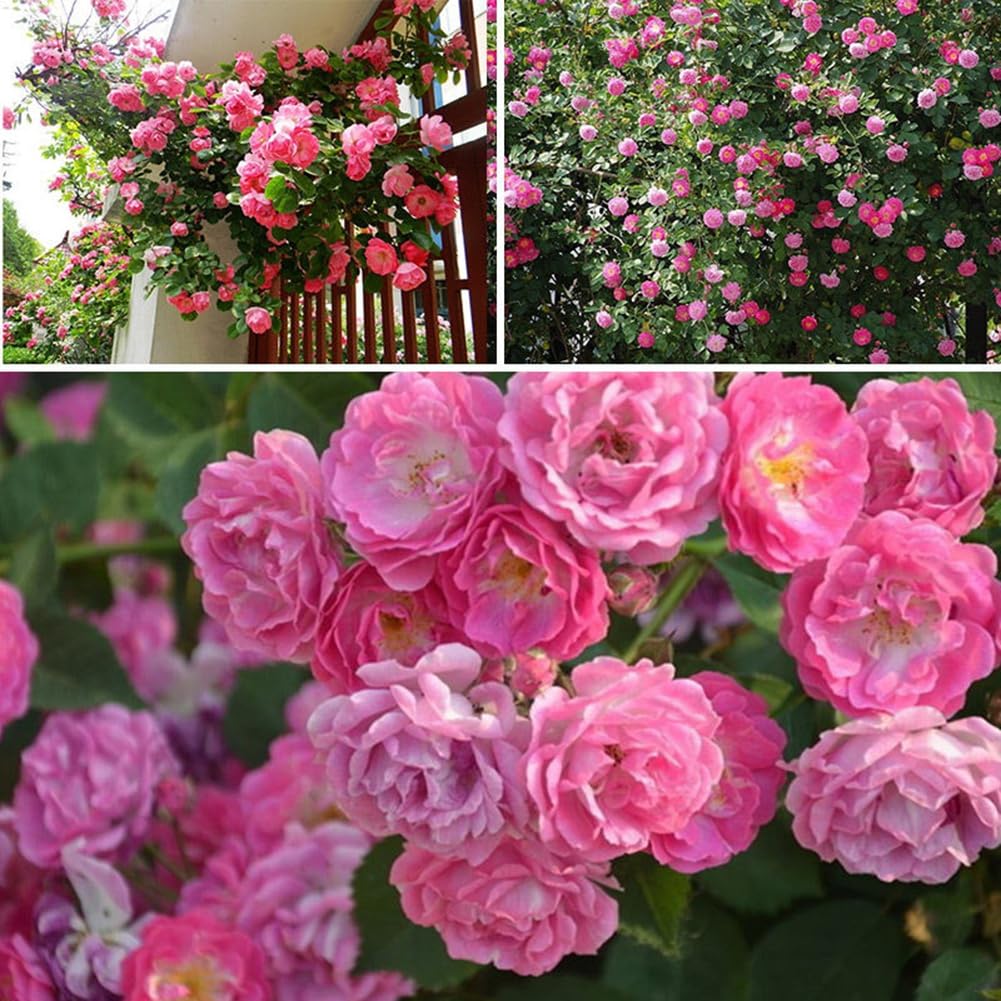 zart Rosa kletternd Rose Blumensamen zur Aussaat – leuchtend Blüten – Traditionssorte & ohne Gentechnik Samen Hausgarten