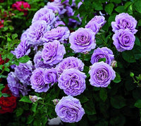 Violett Rose Blumensamen zur Aussaat Garten beliebt Traditionssorte & ohne Gentechnik Samen Hausgarten