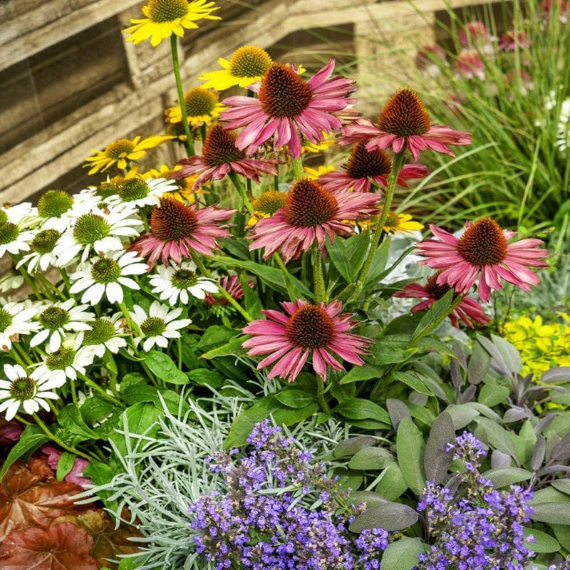 Light orange echinacea purpurea samen for anpflanzung in pollinator garten