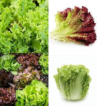 Lettuce Mix Samen for Indoor Planting