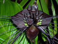 Tacca (tacca chantrieri) samen for anpflanzung in home garten