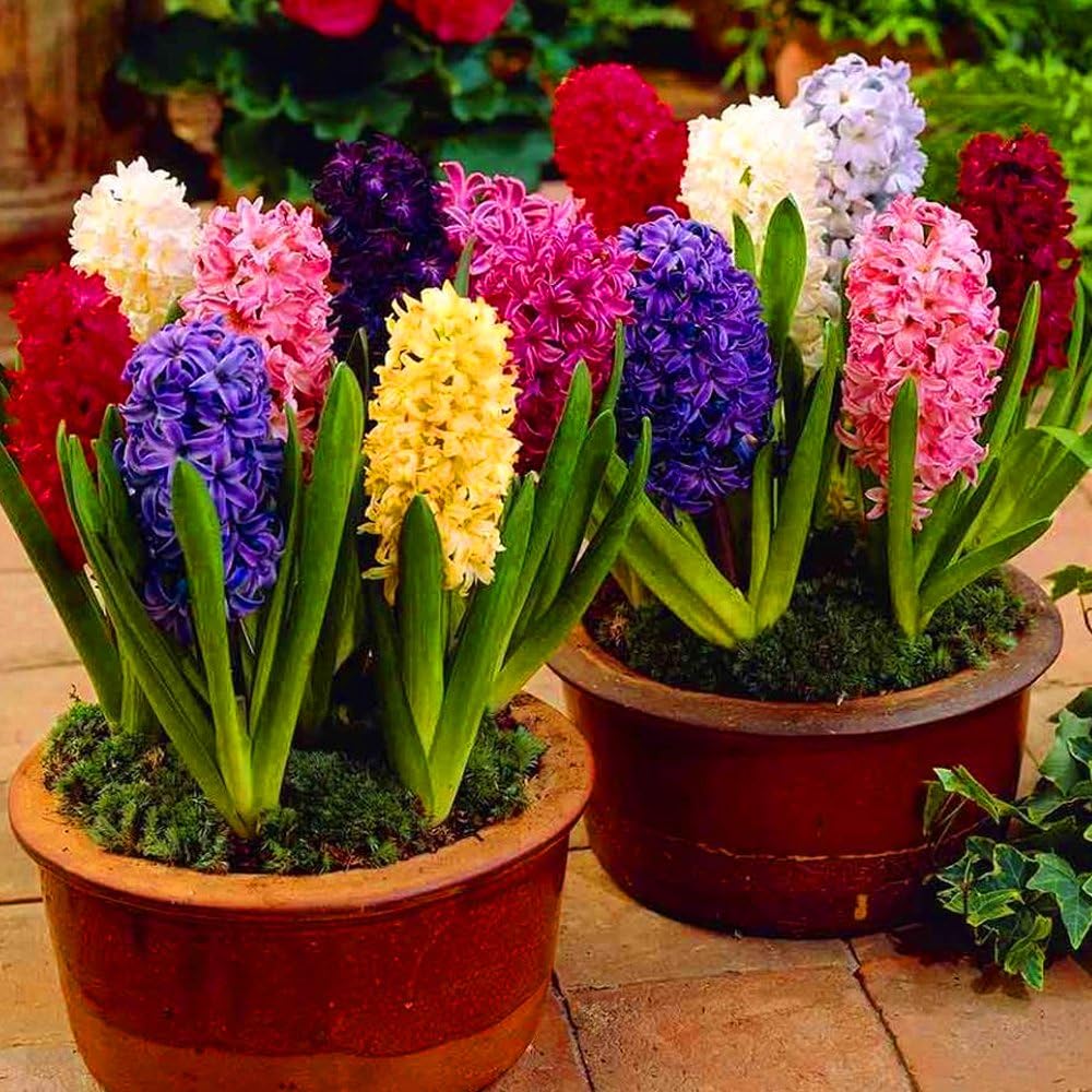 Hyacinth blume samen for anpflanzung - hardy variety, heirloom & gmo free samen for home garten
 
 sale samen for home garten