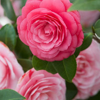 Kamelie Samen zur Aussaat Hausgarten Blume Beet