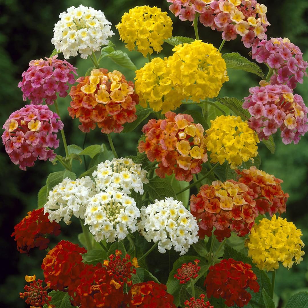 Wandelröschen Blumensamen zur Aussaat Wandelröschen Camara mehrfarbige Rabatten