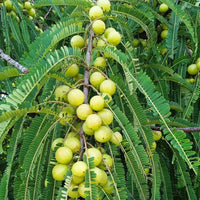 Phyllanthus emblica Fruchtsamen Samen für einfaches Anpflanzen