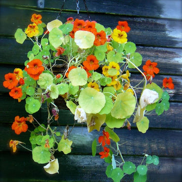 Nasturtium tropaeolum majus for anpflanzung in blume bed.