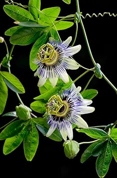 Passiflora blume samen for anpflanzung premium quality heirloom & gmo free samen for home garten 
 
 sale for anpflanzung in home garten