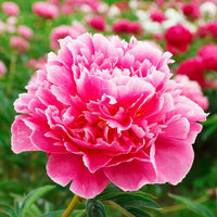 Selten Rainbow Camelia Blumensamen – Uncommon – farbenfroh Kamelie Blüten Garten Enthusiasts