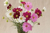 Cosmos versailles series mix blume samen for stunning blooms