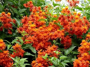 Confusus Mexico Blumensamen zur Aussaat – ideal Rabatten – Traditionssorte & ohne Gentechnik Samen Hausgarten