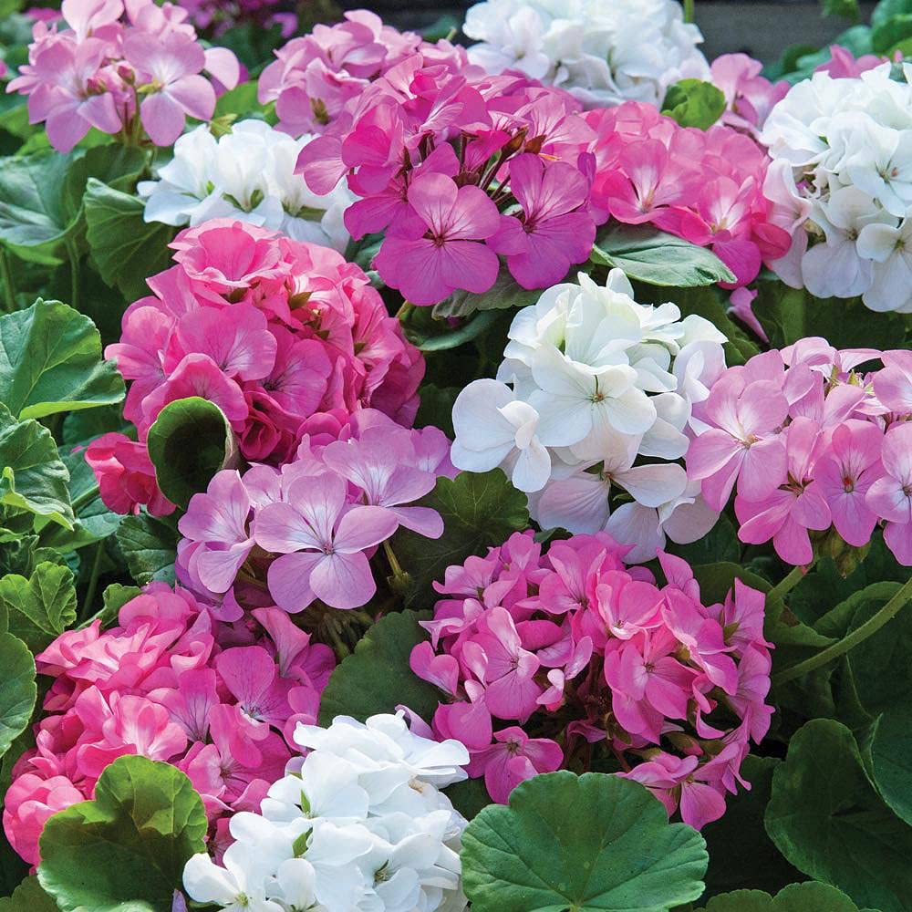 exotisch Geranie Pelargonium Peltatum Samen