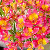 Peruvian Lilie Alstroemeria spp. Blumensamen zur Aussaat Blume Beet
