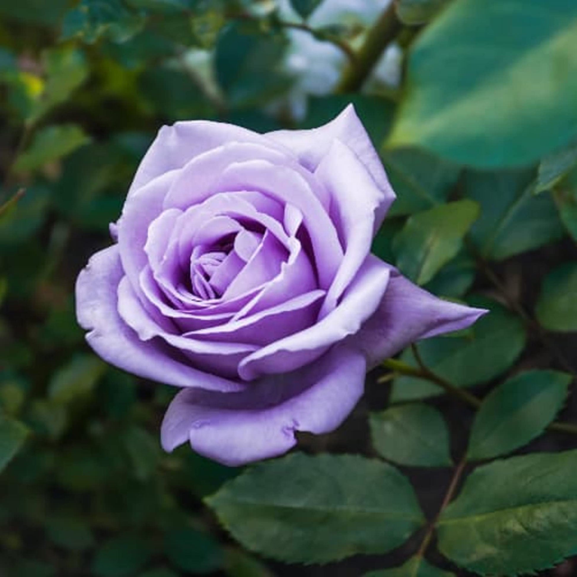 Violett Rose Edge Blumensamen zur Aussaat – pflegeleicht – Traditionssorte & ohne Gentechnik Samen Hausgarten