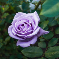 Violett Rose Edge Blumensamen zur Aussaat – pflegeleicht – Traditionssorte & ohne Gentechnik Samen Hausgarten