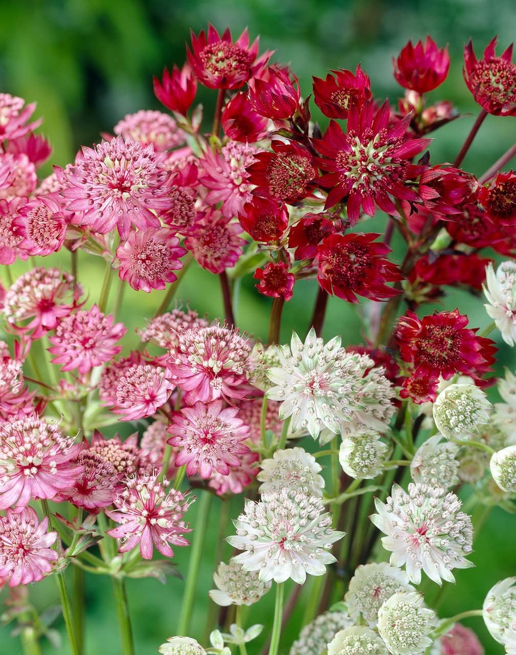 Mixed astrantia blume samen for anpflanzung - shade tolerant, heirloom & gmo free samen for home garten
 
 sale for anpflanzung in home garten.