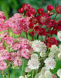 Mixed astrantia blume samen for anpflanzung - shade tolerant, heirloom & gmo free samen for home garten
 
 sale for anpflanzung in home garten.