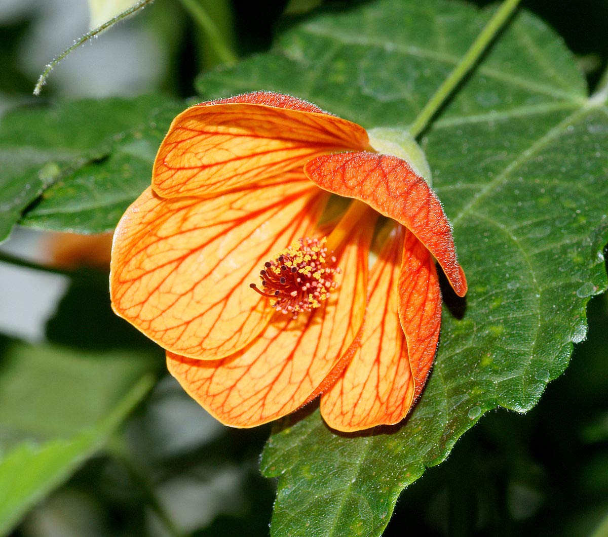 Gelb rot abutilon blume samen for anpflanzung - low maintenance, heirloom & gmo free samen for home garten
 
 sale samen for anpflanzung in home garten