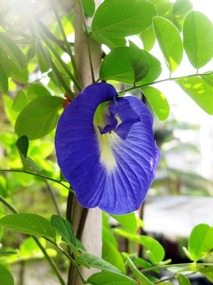 Blau Clitoria Blumensamen zur Aussaat – leuchtend – Traditionssorte & ohne Gentechnik Samen Hausgarten