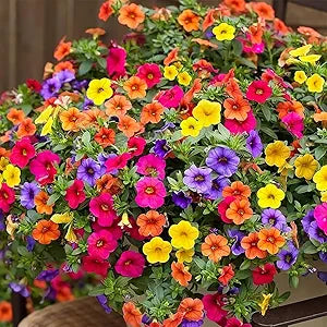 Mixed hanging petunia petunia spp for anpflanzung in hanging baskets