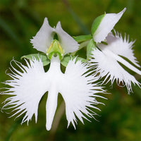 Weiß Egret Blumensamen zur Aussaat Drought verträglich Traditionssorte & ohne Gentechnik Samen Hausgarten