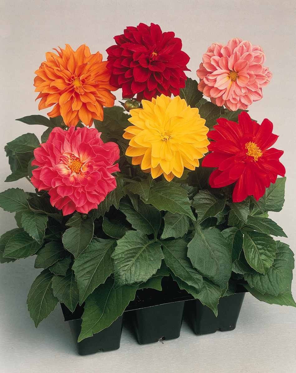 Dahlie Decorative Blumensamen