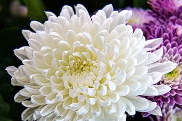 Weiß chrysanthemum blume samen for anpflanzung - cut blume favorite, heirloom & gmo free samen for home garten
 
 sale for anpflanzung in home garten