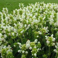Prunella vulgaris Gemischt Blumensamen zur Aussaat