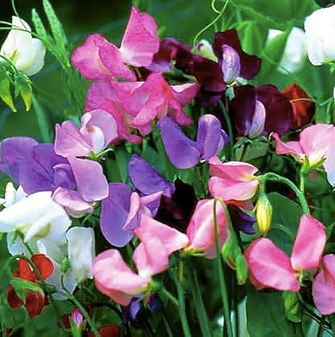 Mammoth Wahl Mischung Wicke Samen duftend Gartenblumen