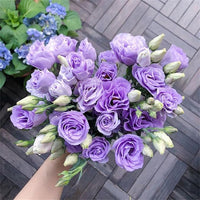Lisianthus mehrjährig blühend Pflanzen – Potted Lisianthus Samen