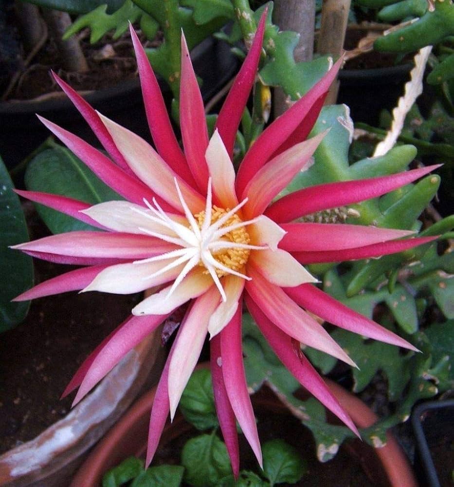 Epiphyllum Anguliger Blumensamen zur Aussaat leuchtend Blüten Traditionssorte & ohne Gentechnik Samen Hausgarten