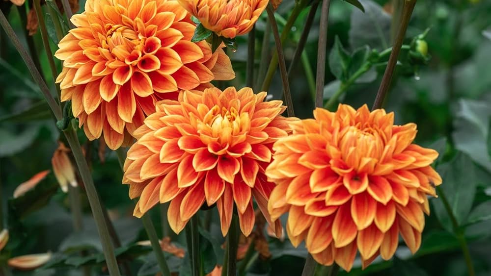 Gelb Orange Dahlie Blumensamen zur Aussaat saisonal Dauerblüher Traditionssorte & ohne Gentechnik Samen Hausgarten
