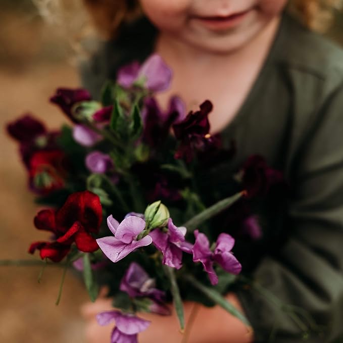 Lathyrus Wicke Mischung Samen duftend und farbenfroh Blüten