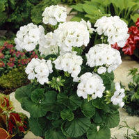 Weiß Mischung Pelargonium Blumensamen zur Aussaat pflegeleicht Traditionssorte & ohne Gentechnik Samen Hausgarten
